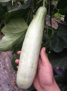 网红吃的绿色的瓜是什么瓜,揭秘绿色瓜的独特魅力
